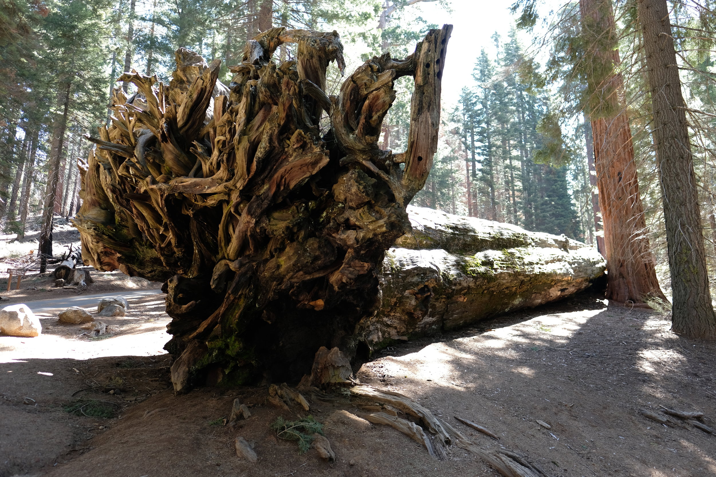 Fallen Sequoia    photo by L.D. Van Cleave