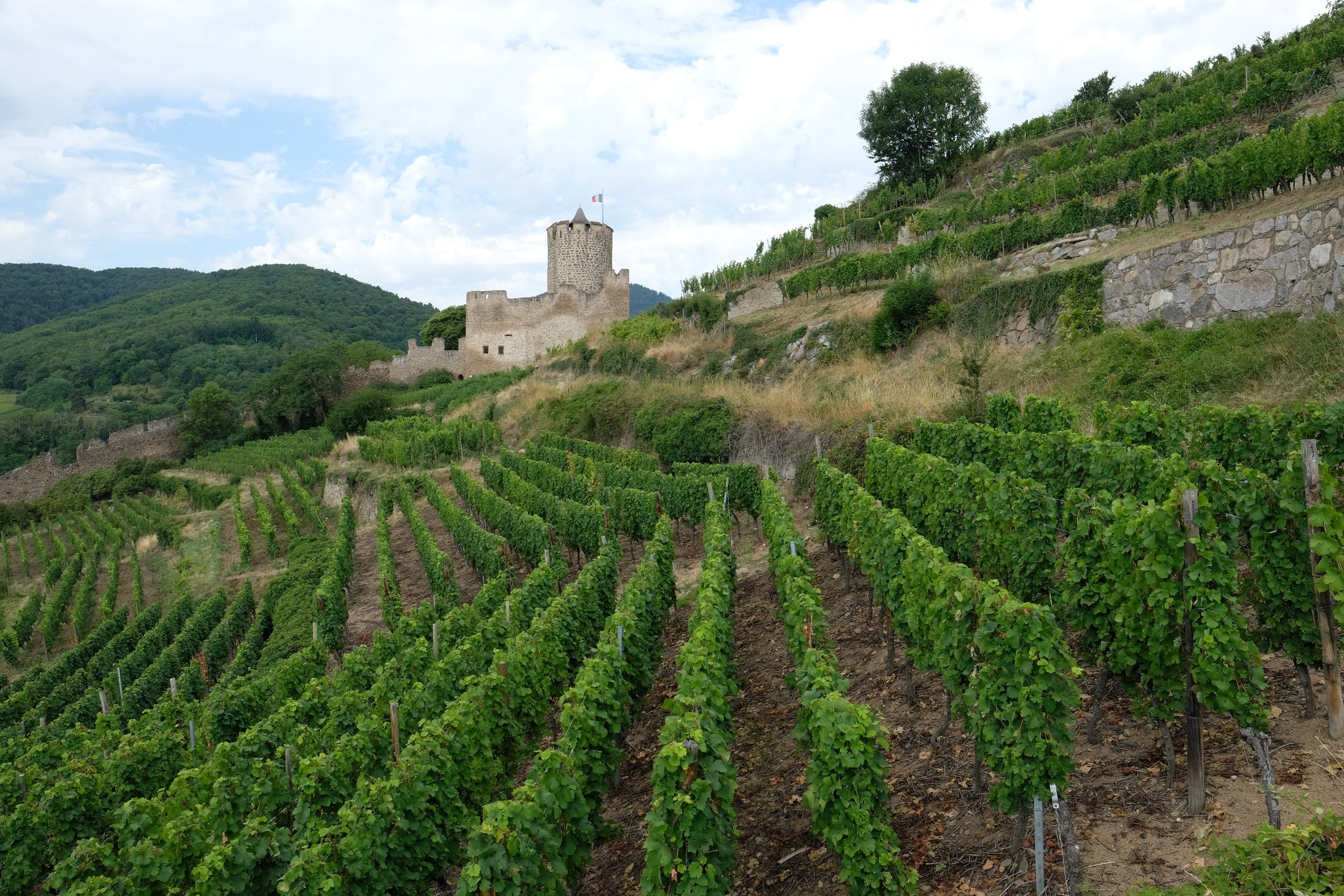 Château de Kaysersberg and its Surrounding Vinyards, France | Travel Blog | Observationsfromabroad.com Travel & Culture Advice (Photo by Laura Eberschveiler)