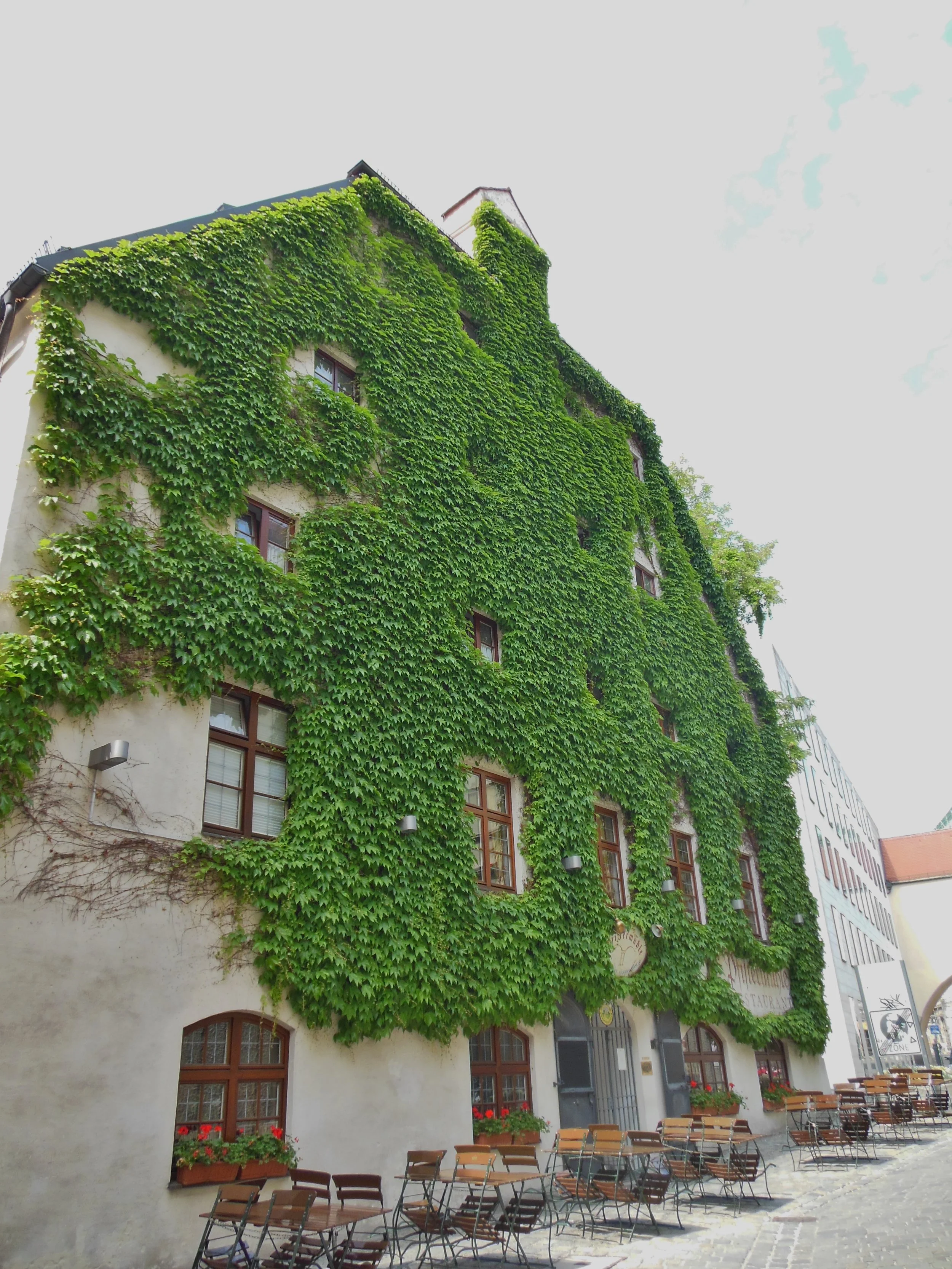 Ivy on an Old German Restaurant, Munich, Bavaria, Germany | Travel Blog | Observationsfromabroad.com Travel & Culture Advice (Photo by Laura Eberschveiler)