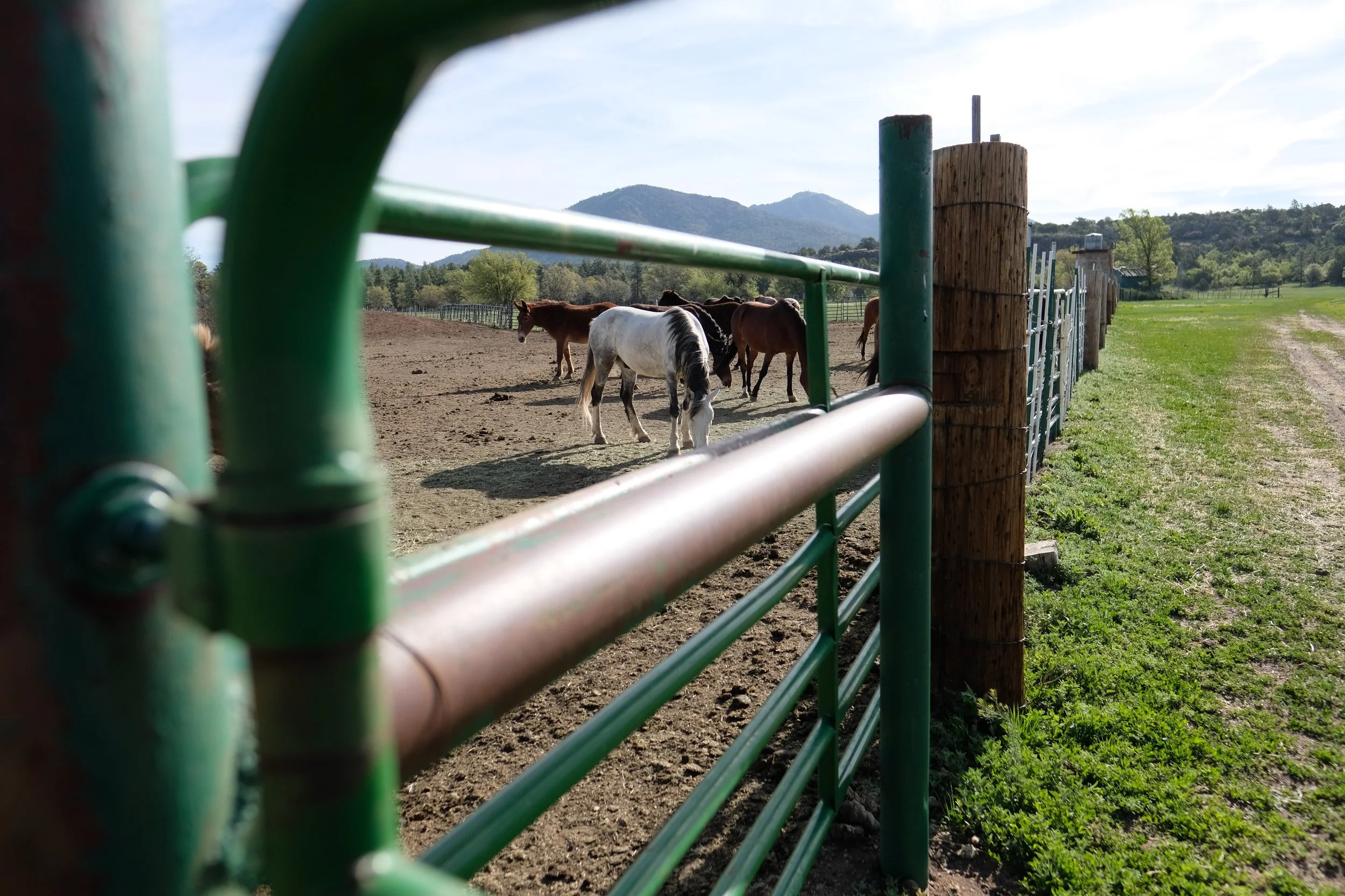 Dude Ranch Horses Grazing in the Morning, Arizona, U.S.A. | Travel Blog | Observationsfromabroad.com Travel & Culture Advice (Photo by Laura Eberschveiler)