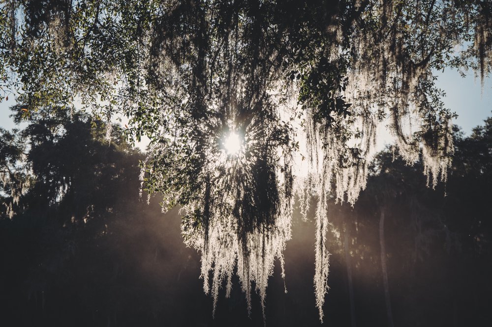 Spanish Moss in the Bayou