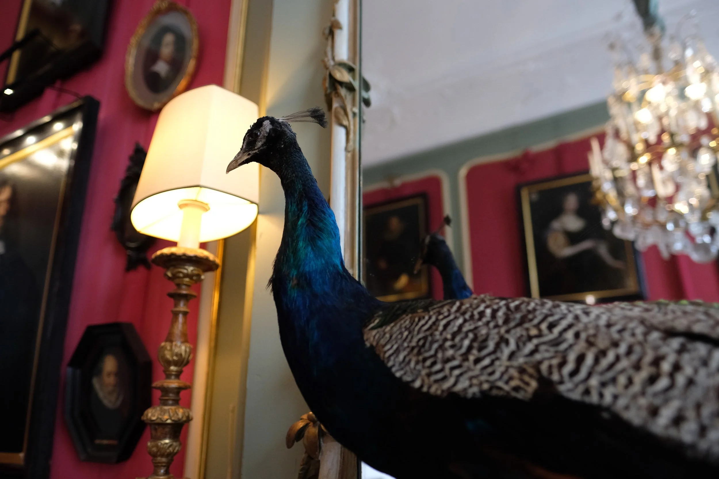 Van Loon Peacock, Amsterdam, Netherlands | Observations from a Broad Travel Articles | Copyright 2018 Laura Eberschveiler