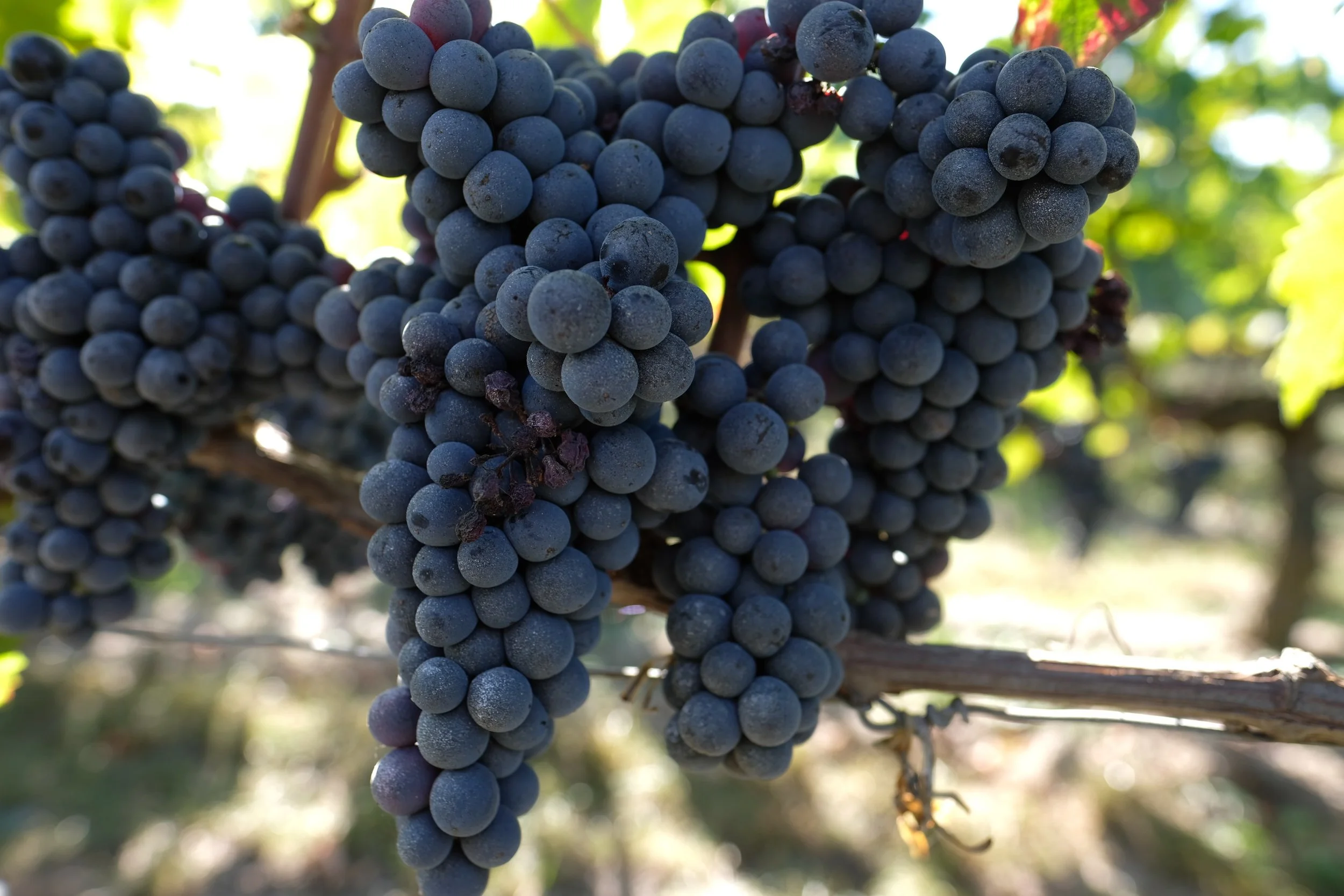 Château Jean Faure Vineyards, Bordeaux, France | Observations from a Broad Travel Articles | Copyright 2018 Laura Eberschveiler