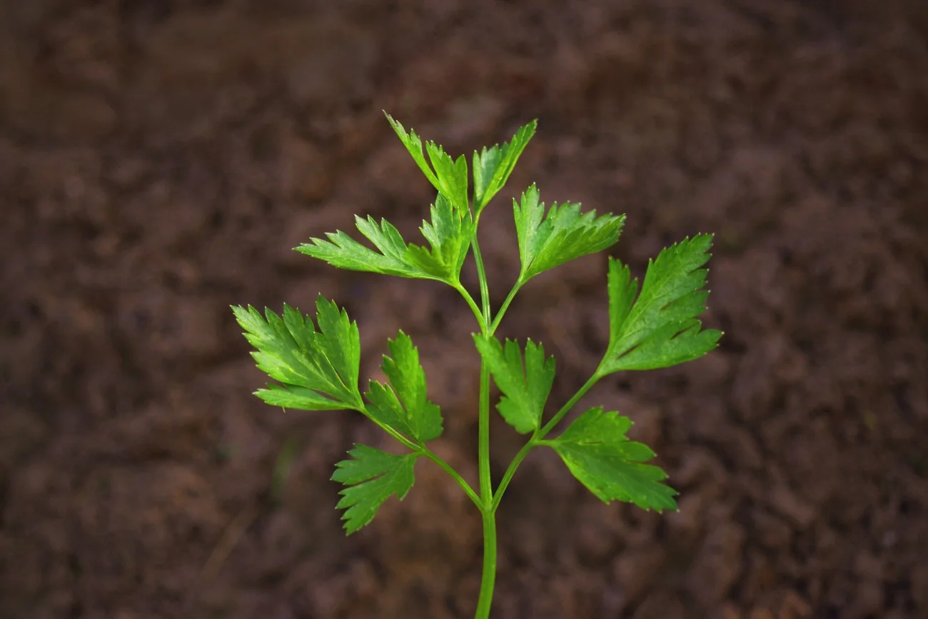 GROW.jpg