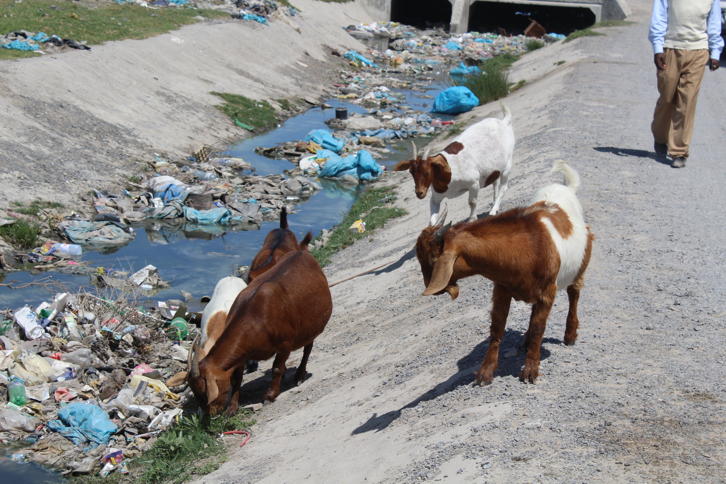 Goats Drinking.JPG