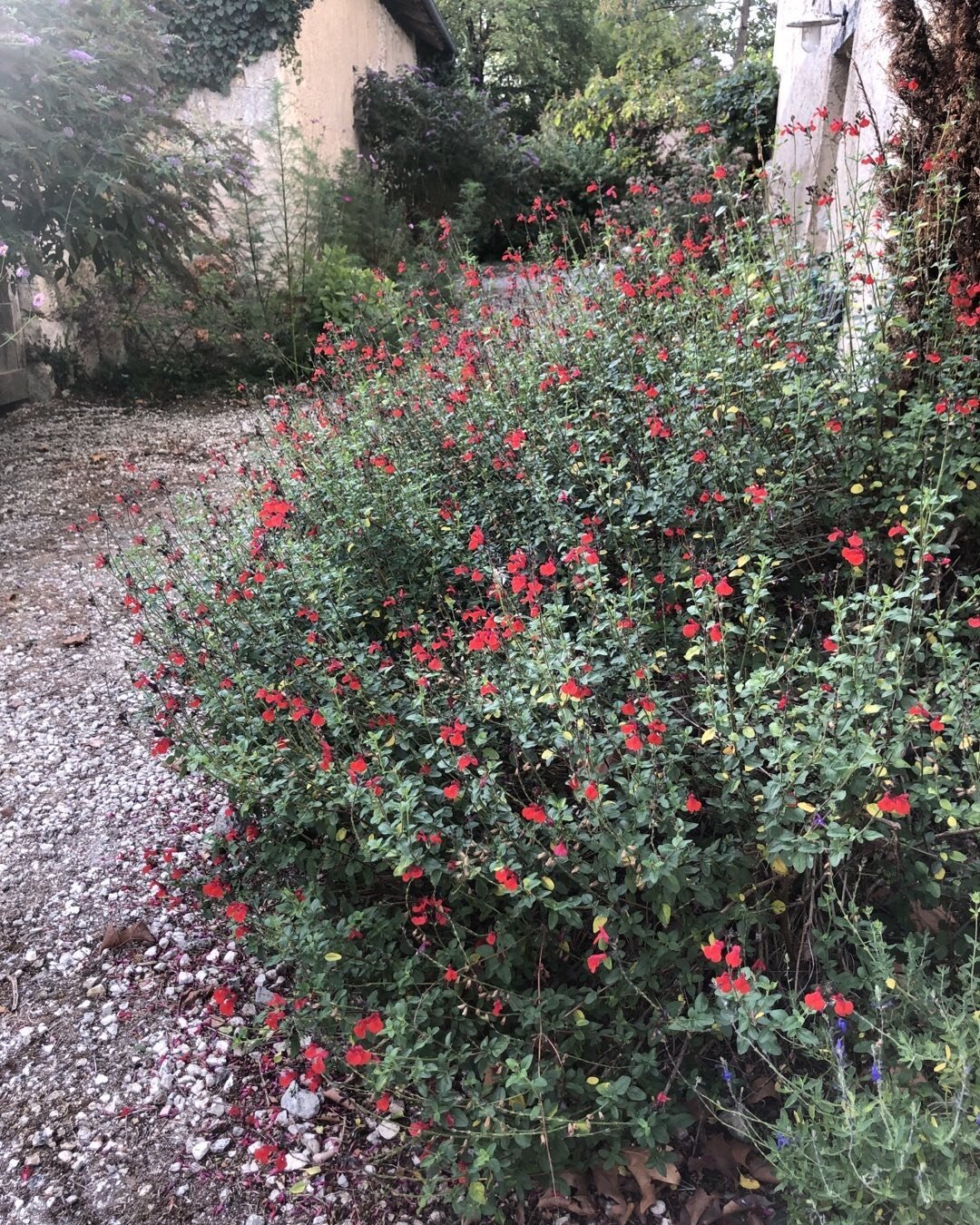 No rain for months, roasting temperatures, and still the Salvia flowers. God bless Salvias. 

#salvia #gottalovesalvias #gardening #gardeners