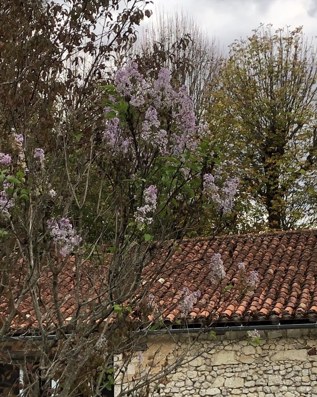 4 November in SW France and lilac is flowering. Bonkers. 

#bonkersfloweringlilac #gardening #frenchgardens