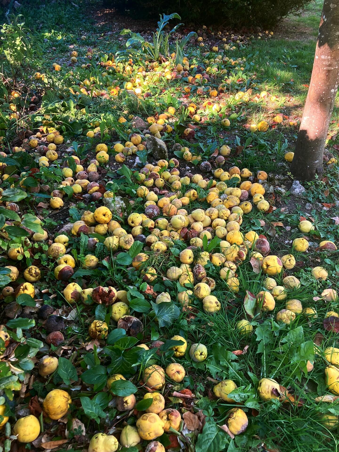 Quince, quince and more quince. It&rsquo;s time to dust off my preserving pan! 

#quince #quinceseason #preservingfruit