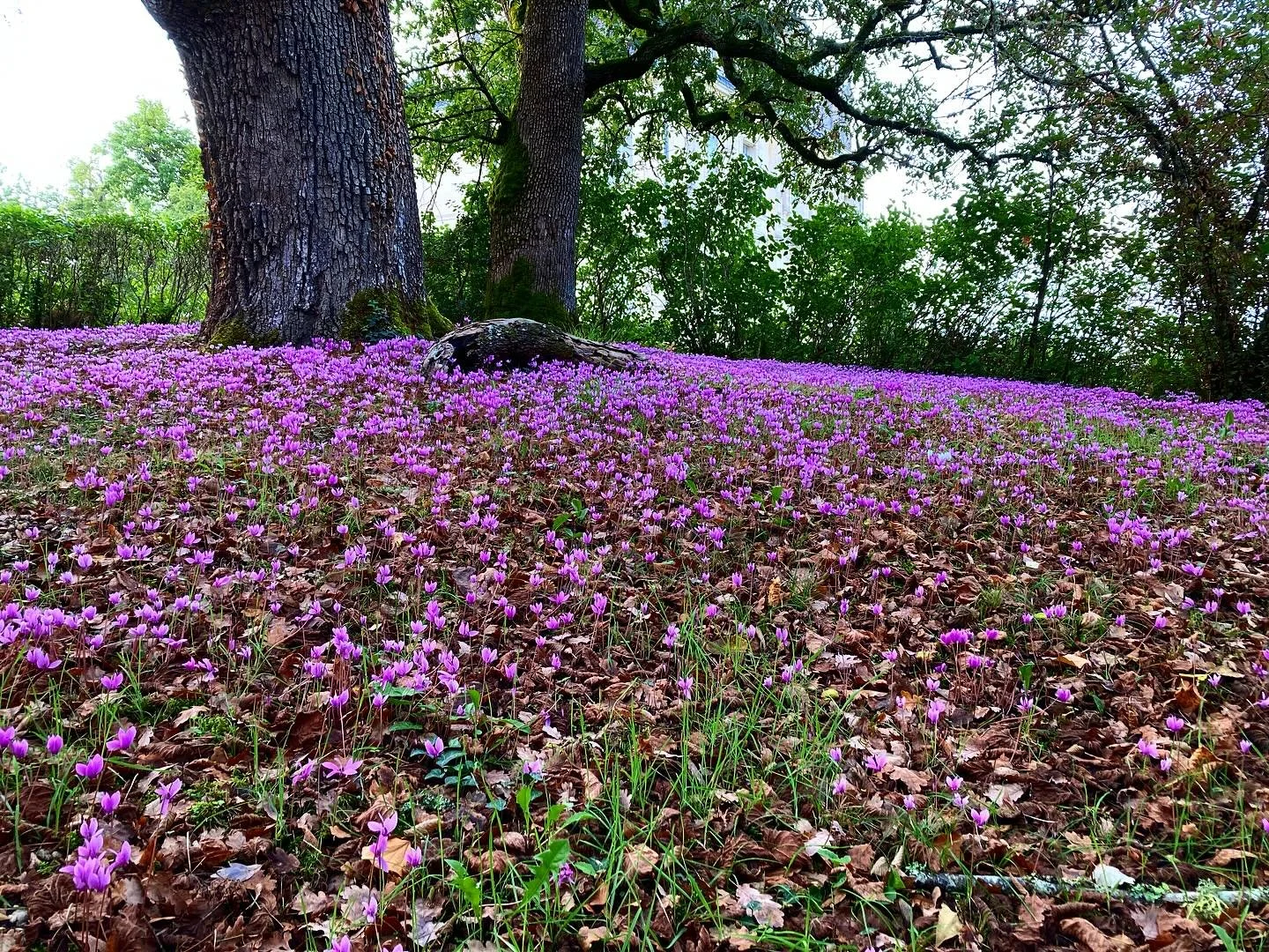 Deep breath, and relax, it&rsquo;s cyclamen season ❤️ 

#cyclamen  #woodlandflowers #cyclamenseason