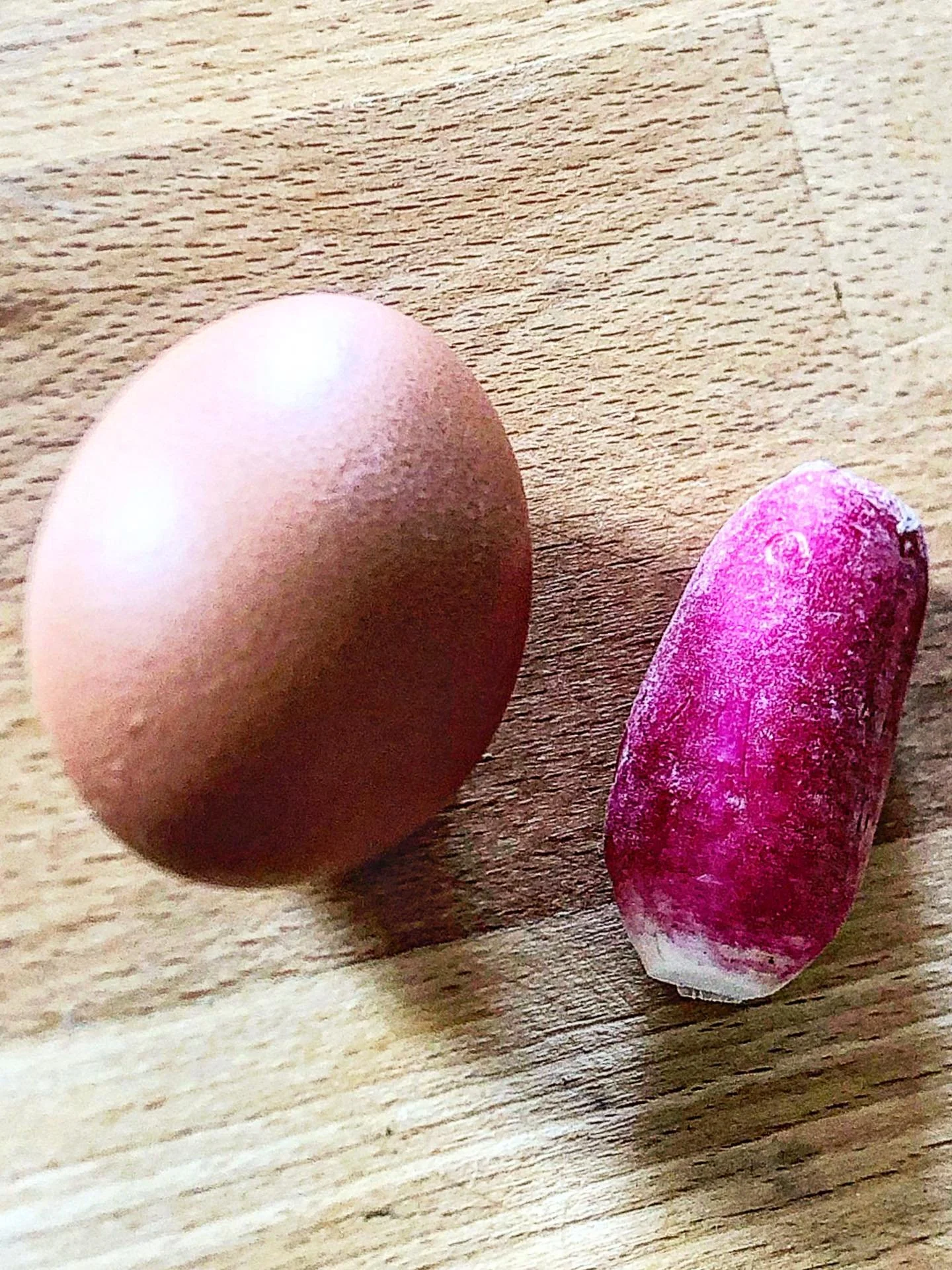 After much debate around the actual size of my radish, here it is with an egg. World record d&rsquo;you reckon?? 

#radish #radishgrower #gardener