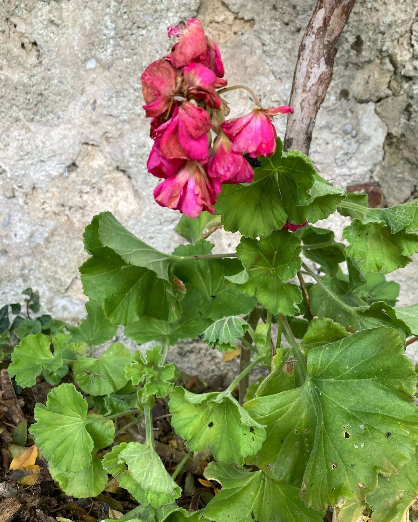 Geranium flower in January in -4 degrees. A sheltered sunny spot is the trick. 

#uncomplicatedgardening #gardenlife #geraniuminwinter