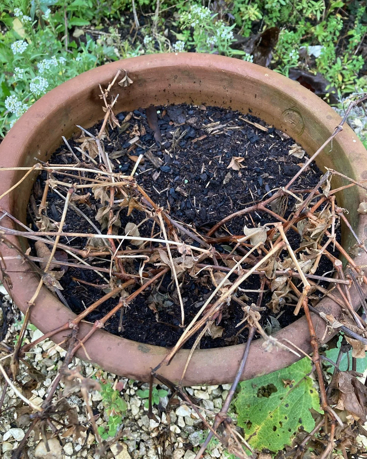 A potted geranium in an exposed garden in January. Where you place your plants makes all the difference as to how they perform.

#uncomplicatedgardening #gardenlife #beginnergardener #geraniums