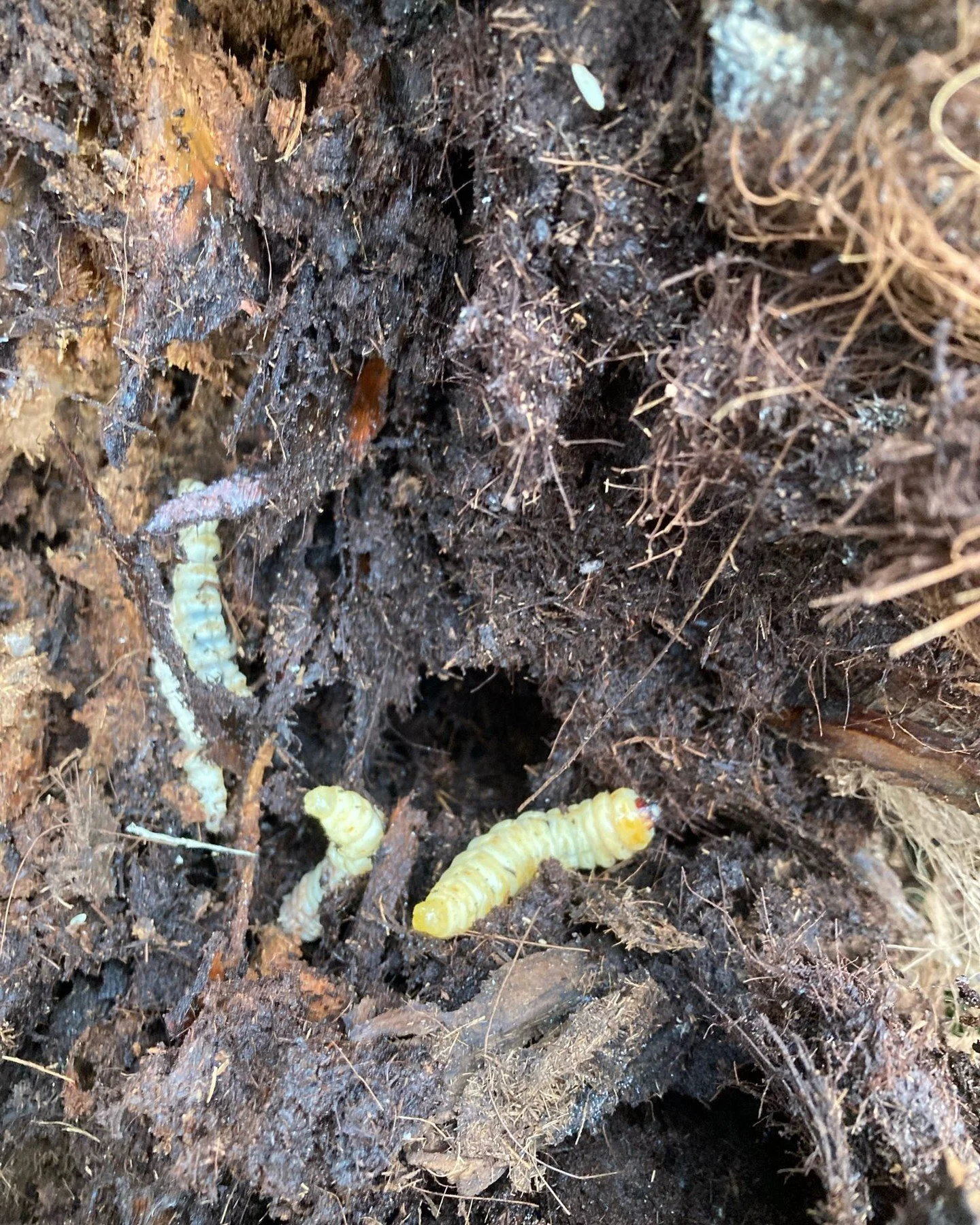 Palm borer moth larvae in January. Sadly they have killed this palm. Treatment with nematodes may save yours. 

#uncomplicatedgardening #gardenlife #palmborer
