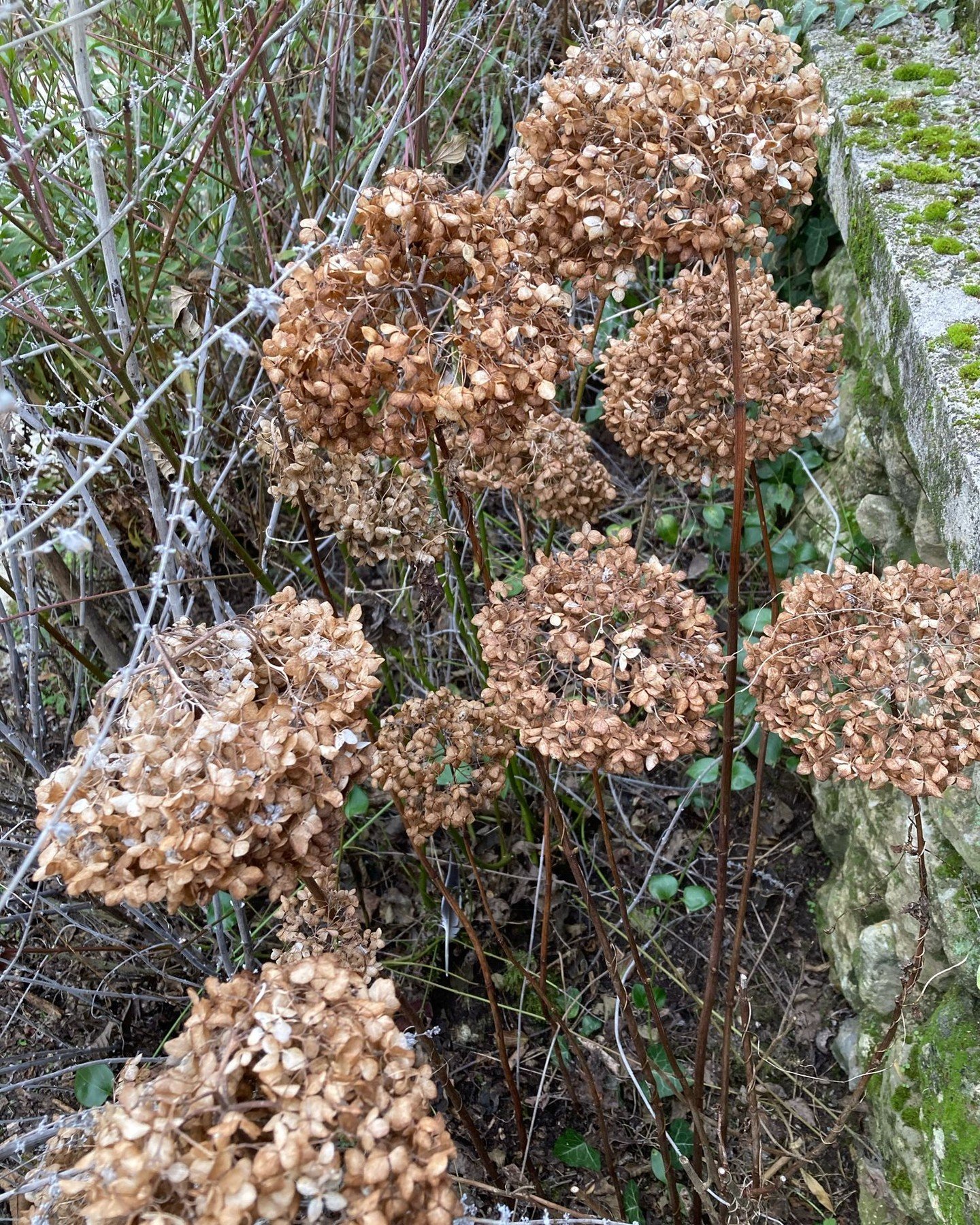 Protect new hydrangea buds by leaving flower heads on through winter. They&rsquo;ll protect the young buds and are pretty when covered in frost. 

#uncomplicatedgardening #gardenlife #hydrangeas