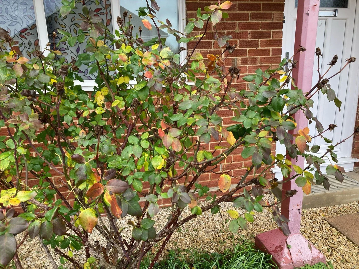 Pruning season is upon us! Hybrid-tea rose bush before and after. How to prune? Check-in in a couple days for a clip. 

#rosepruning #pruningseason #uncomplicatedgardening