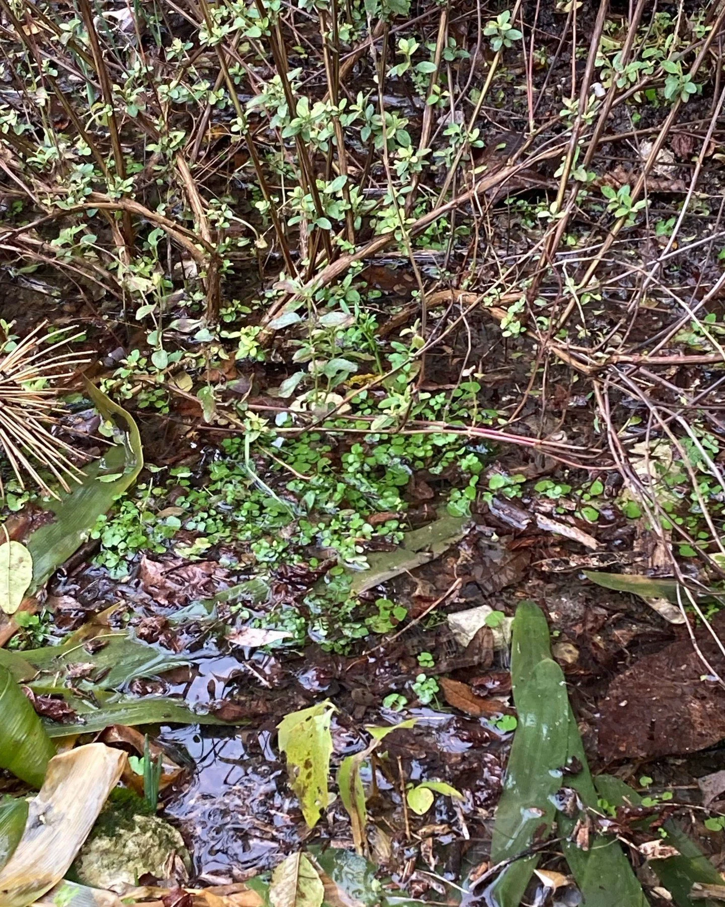 No, it&rsquo;s not a pond, but a flooded flower bed. The salvias won&rsquo;t survive. I mean who would want their feet stuck in cold wet soil?? Yuk! 

#floodedflowerbed #rootsinwater #uncomplicatedgardening