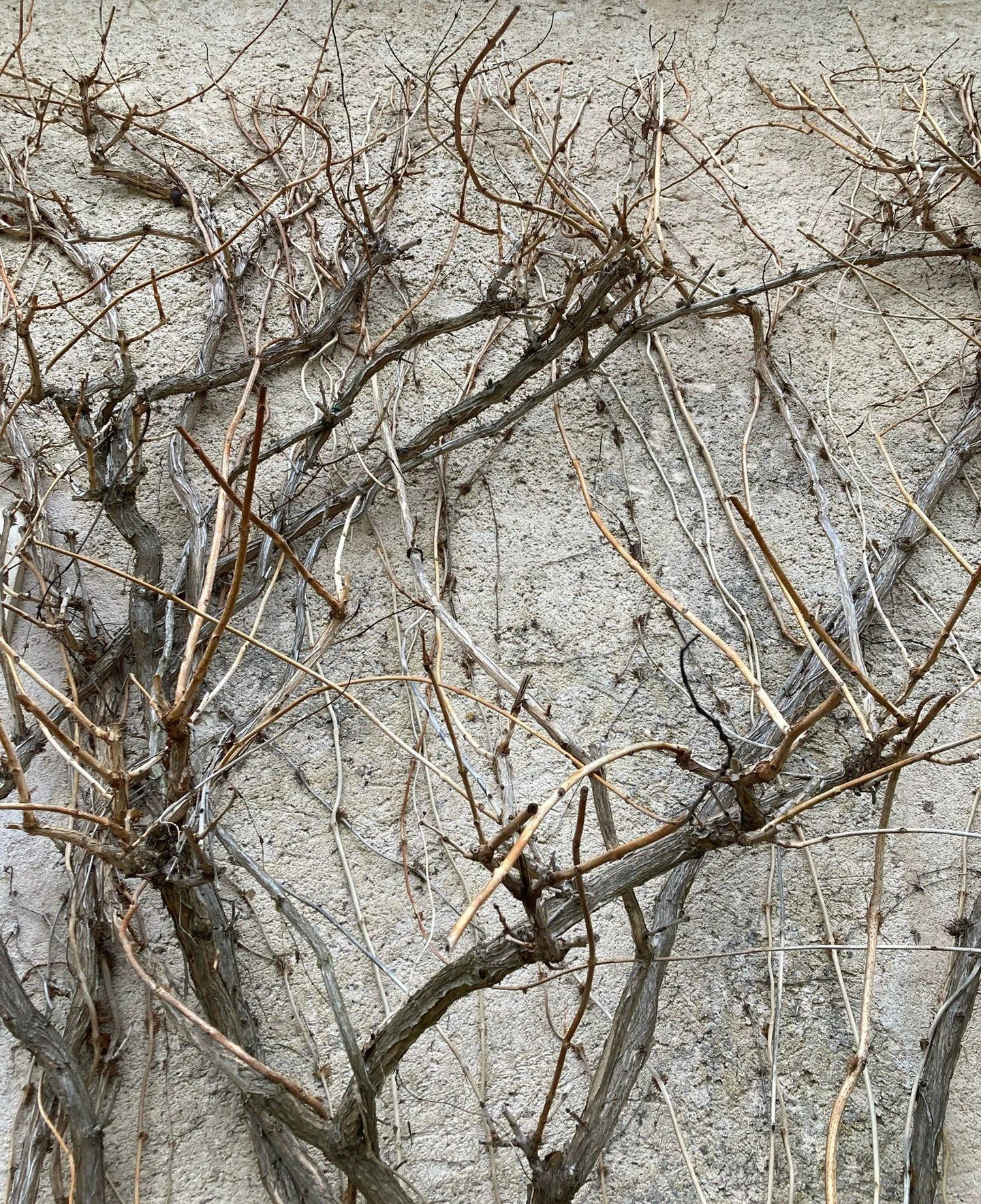 More pruning pics - tis the season! A Trumpet Vine - prune back to 3 buds to keep the flowers close to the main framework. Before and after pics. 

#uncomplicatedgardening #pruningseason