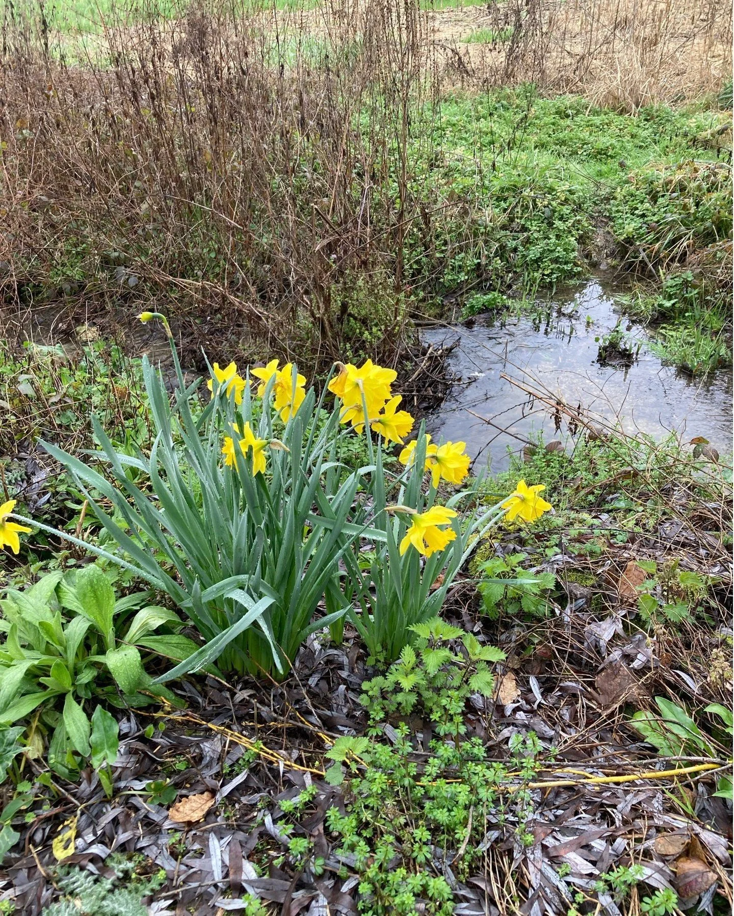 Golden daffodils cheering up a very soggy SW
 France. 

#daffodils #uncomplicatedgardening #brighteninguptheday