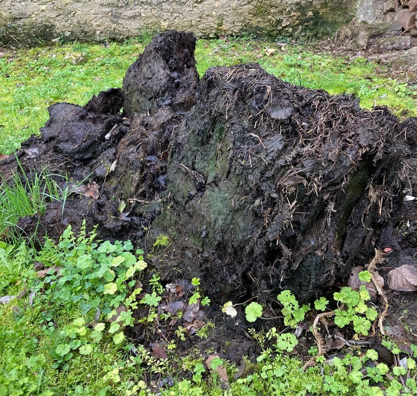 Lovely gert heap of cow manure delivered last year by the farmer. Sitting ready for me to shovel around the roses. Love it.

#cowmanure #uncomplicatedgardening #feedingroses