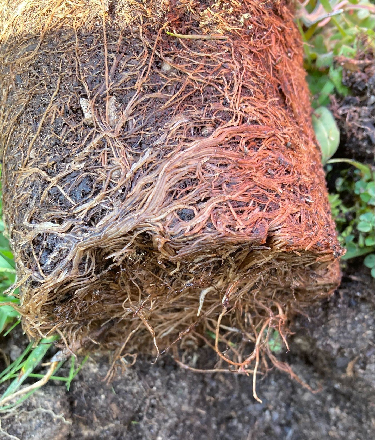 To loosen or not to loosen? Roots. Before planting. Pot-bound roots - before and after pics. I&rsquo;m a loosener. Are you? 

#loosenrootsbdforeplanting #plantinglavender #uncomplicatedgardening