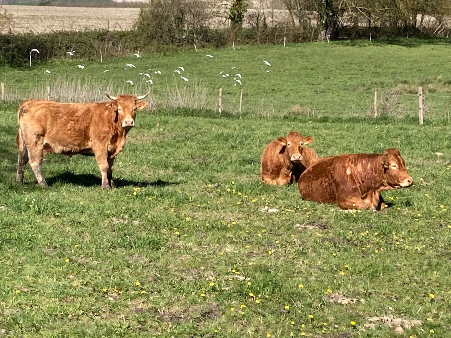 Happy cows enjoying the sunshine. 

#cowsinsunshine