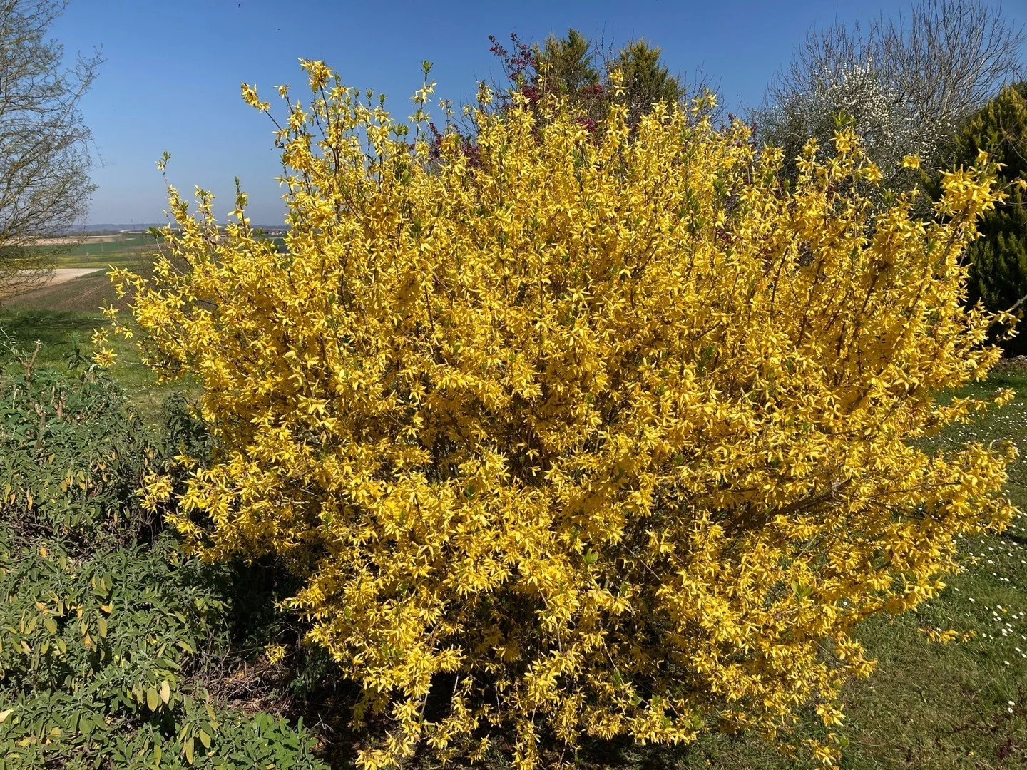 Glorious forsythia. Flowers in late winter, so prune it after its flowers fade. 

#forsythia #whentopruneforsythia #gardeninglife #uncomplicatedgardening