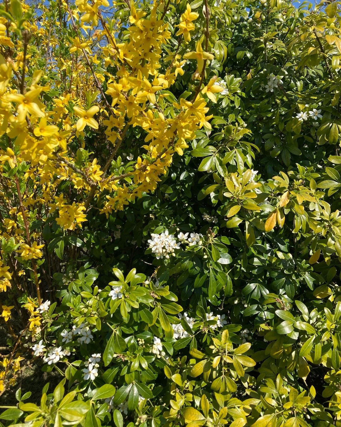 A choysia and forsythia flowering at the same time. Neither knows that&rsquo;s not normal. Prune the Choisya after flowering and it will flower again later. 

#climatechange #pruningchoisya #uncomplicatedgardening