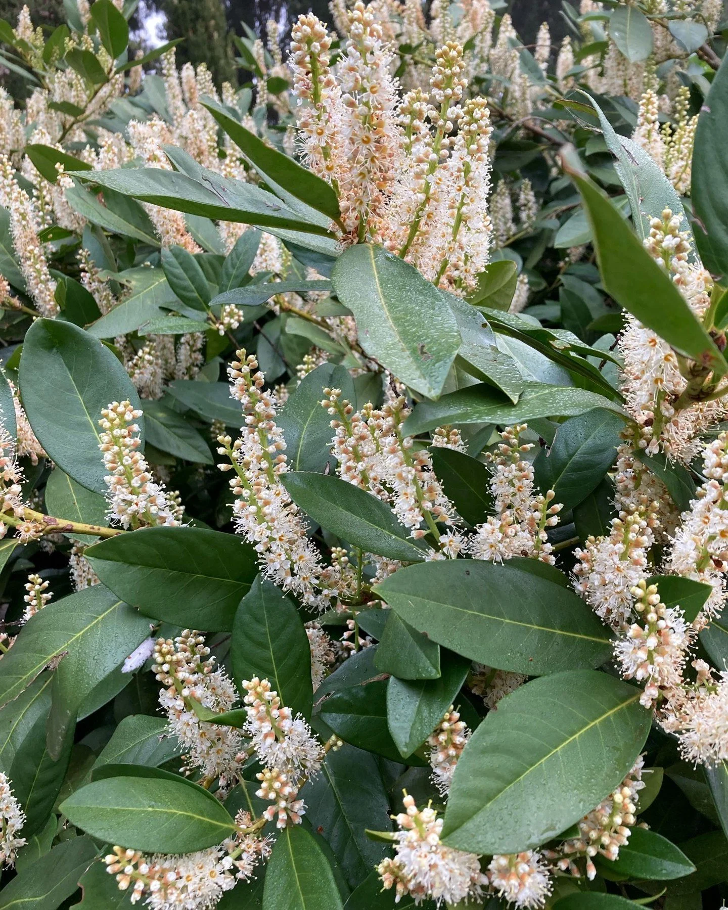 Fabulous fragrance of cherry laurel flowers. Latin name, Prunus laurocerasus simply rolls off the tongue. 

#cherrylaurel #uncomplicatedgardening #pollinatormagnet
