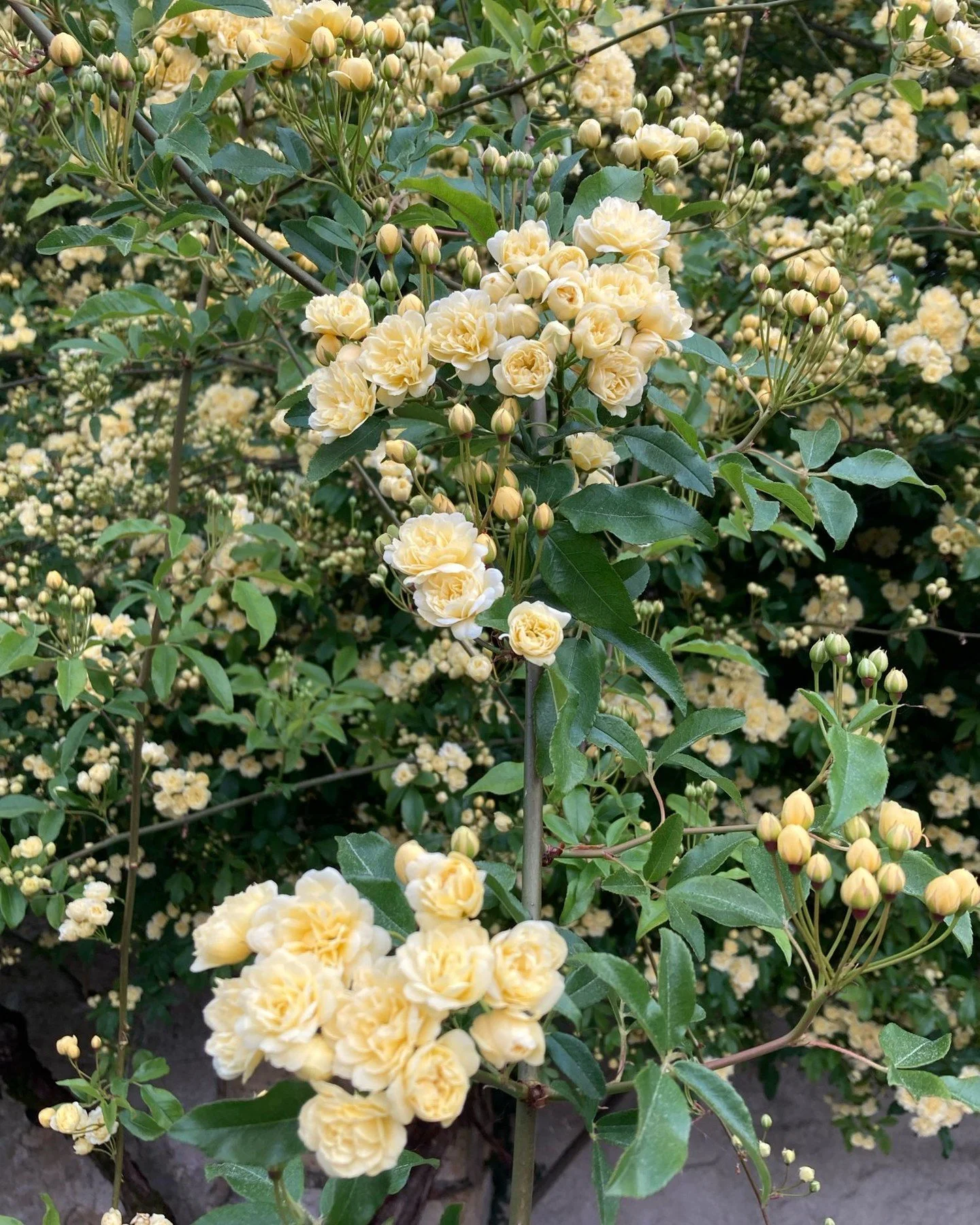 Glorious Lady Bank&rsquo;s Rose in full bloom. 

#ladybanksrose #yellowbanksia
