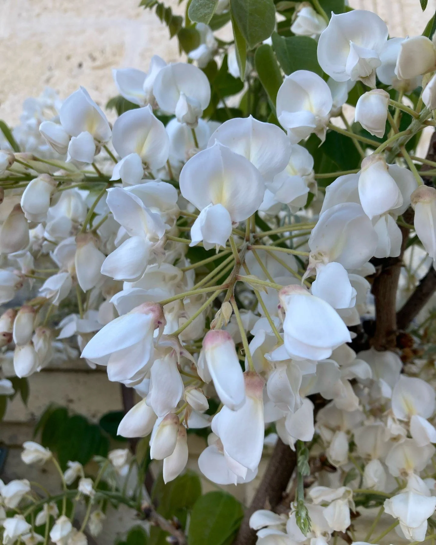 Glorious white wisteria in full bloom. Had to be careful not to inhale a bee when sniffing it! Festooned with them ❤️

#whitewisteria #wisteriaattractsbees #pollinators