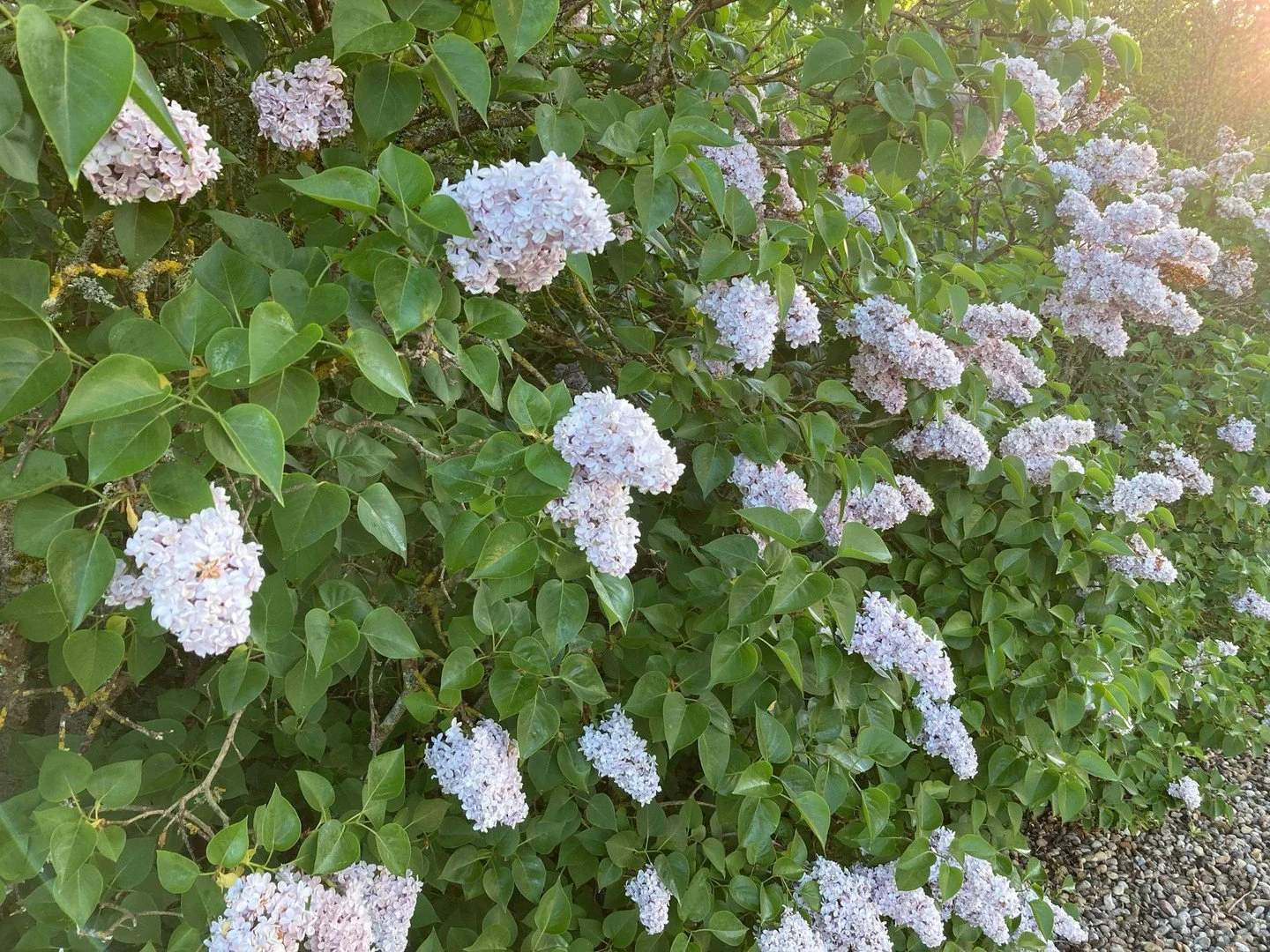 Blast out Lilac Wine by Elkie Brooks now that they&rsquo;re flowering. What a song and what a flower! 

#lilacwine #lilacseason #gardeninglife
