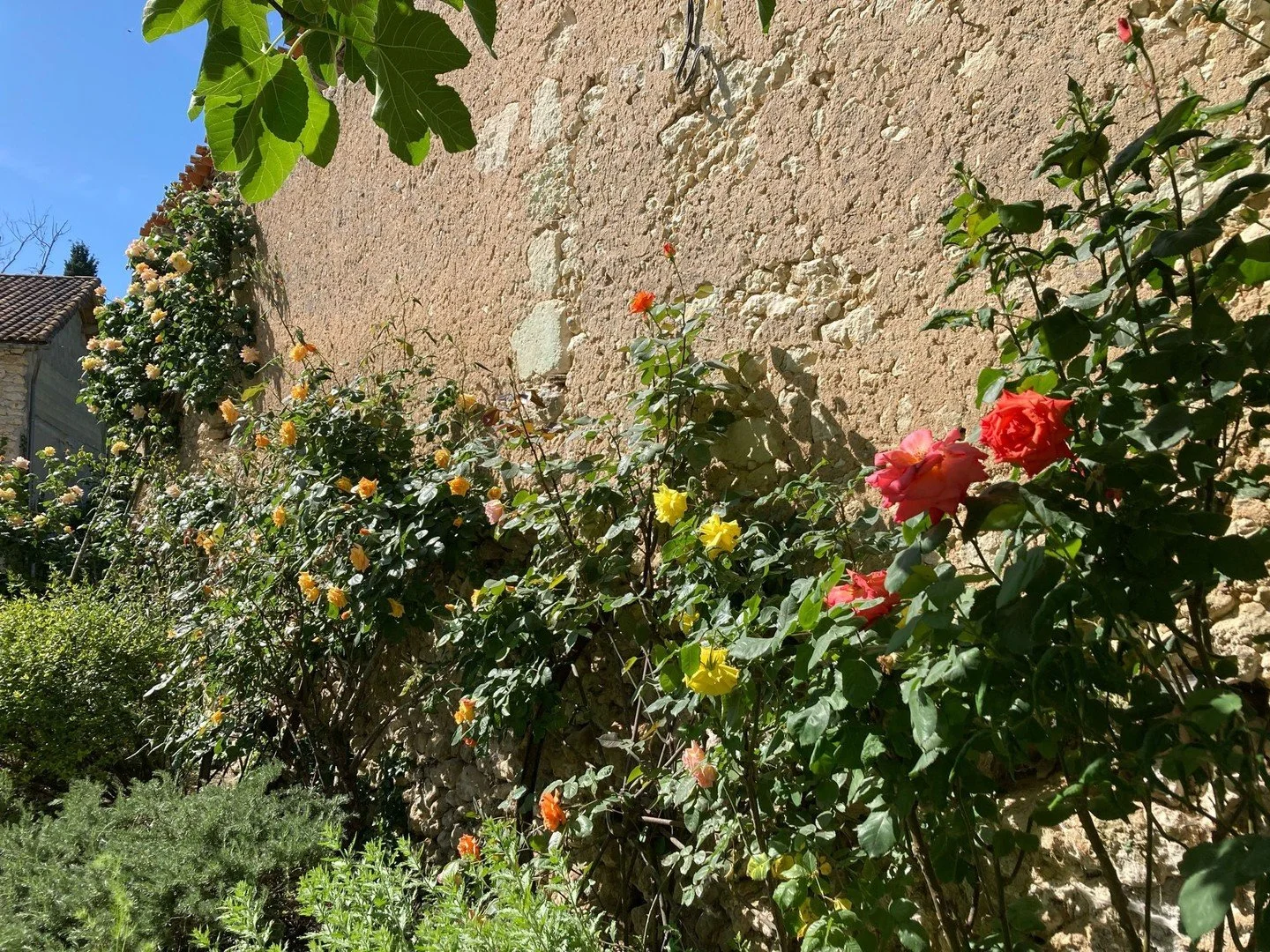 Is a riot of roses a thing??

#ariotofroses #roses #gloriousroses