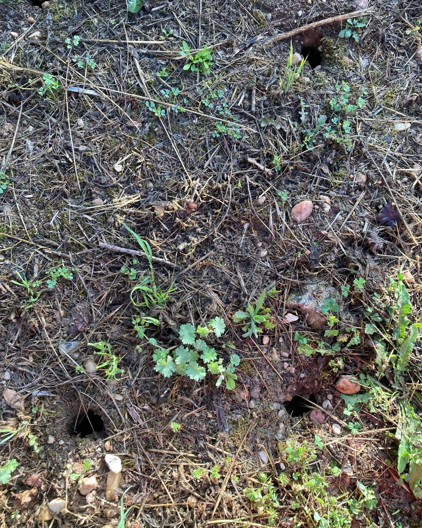 Eeek! Don&rsquo;t fancy the young courgette plants&rsquo; chances with what is obviously a little field mice community in the veg garden! Any ideas how to deter them?? 

#fieldmice #veggardenmice