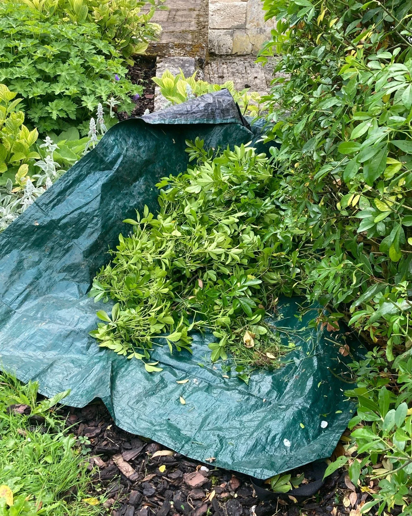 Use a garden sheet when trimming a hedge and you&rsquo;ll save time clearing up. 

#uncomplicatedgardening #hedgetrimming