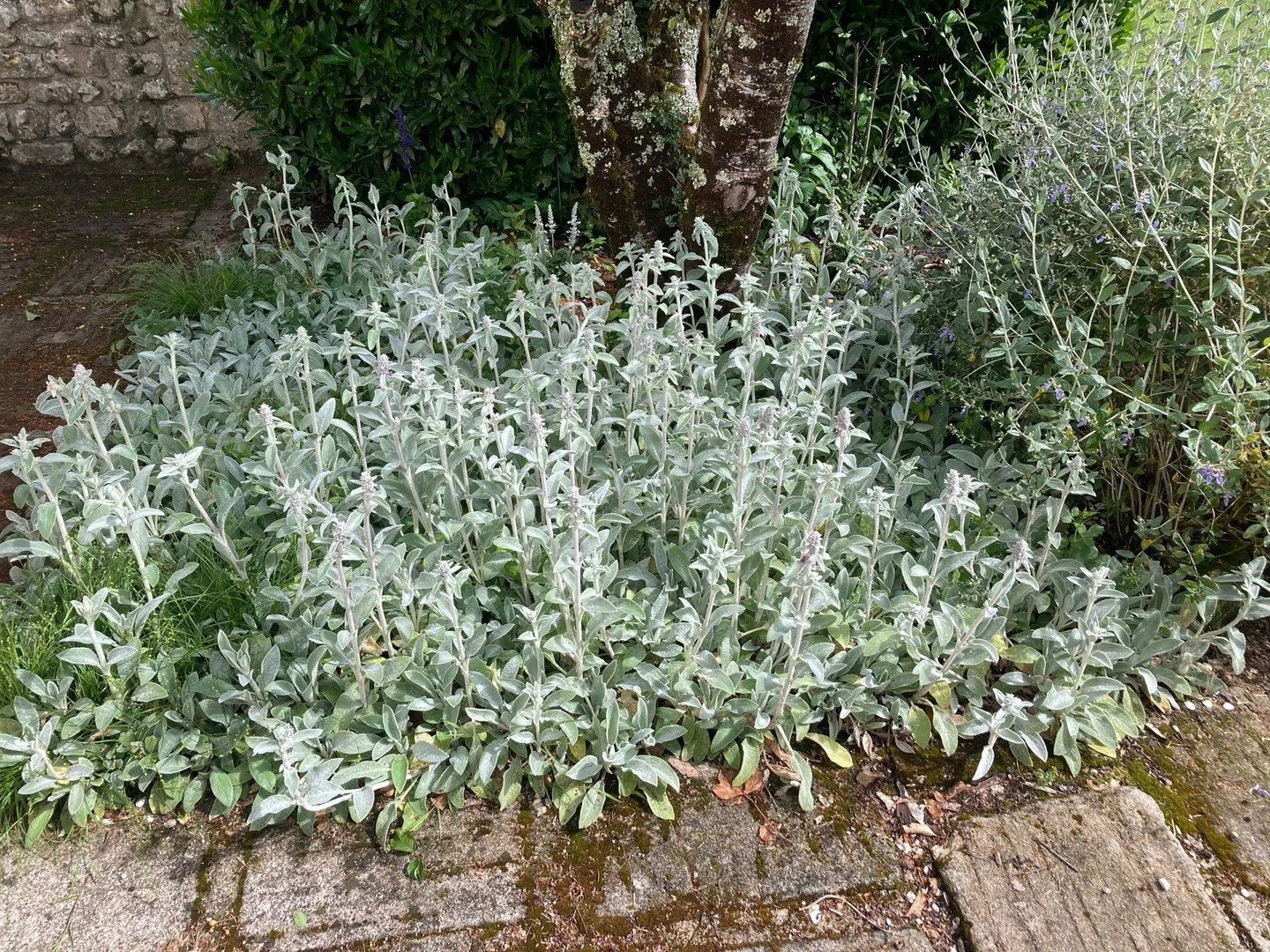 Lamb&rsquo;s ear is a pretty, fast-spreading ground cover; minimising weeds. Bonus! 

#minimizeweeds #uncomplicatedgardening