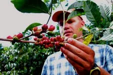 A portrait of a coffee personality: Daniel Peterson, Hacienda Esmeralda, Boquete, Panama