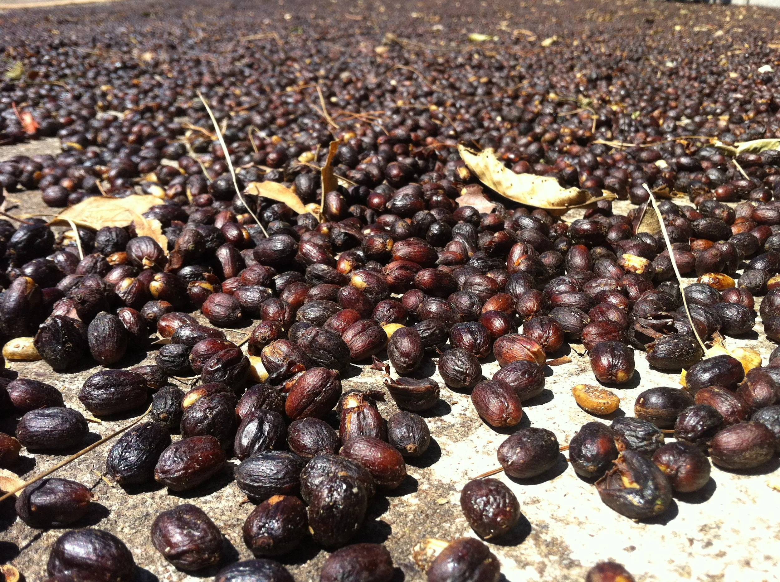 When processing coffee cherries... What happens?