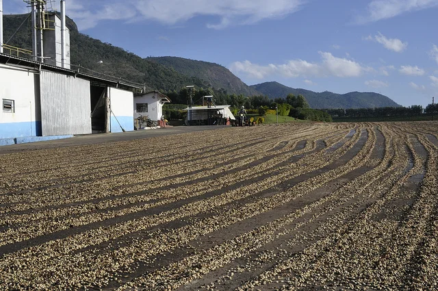 Farm Profile: Fazenda Sertão
