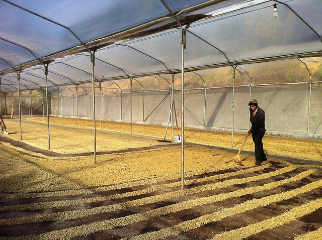 Producer Profile: Hernan Solis & Helsar de Zarcero