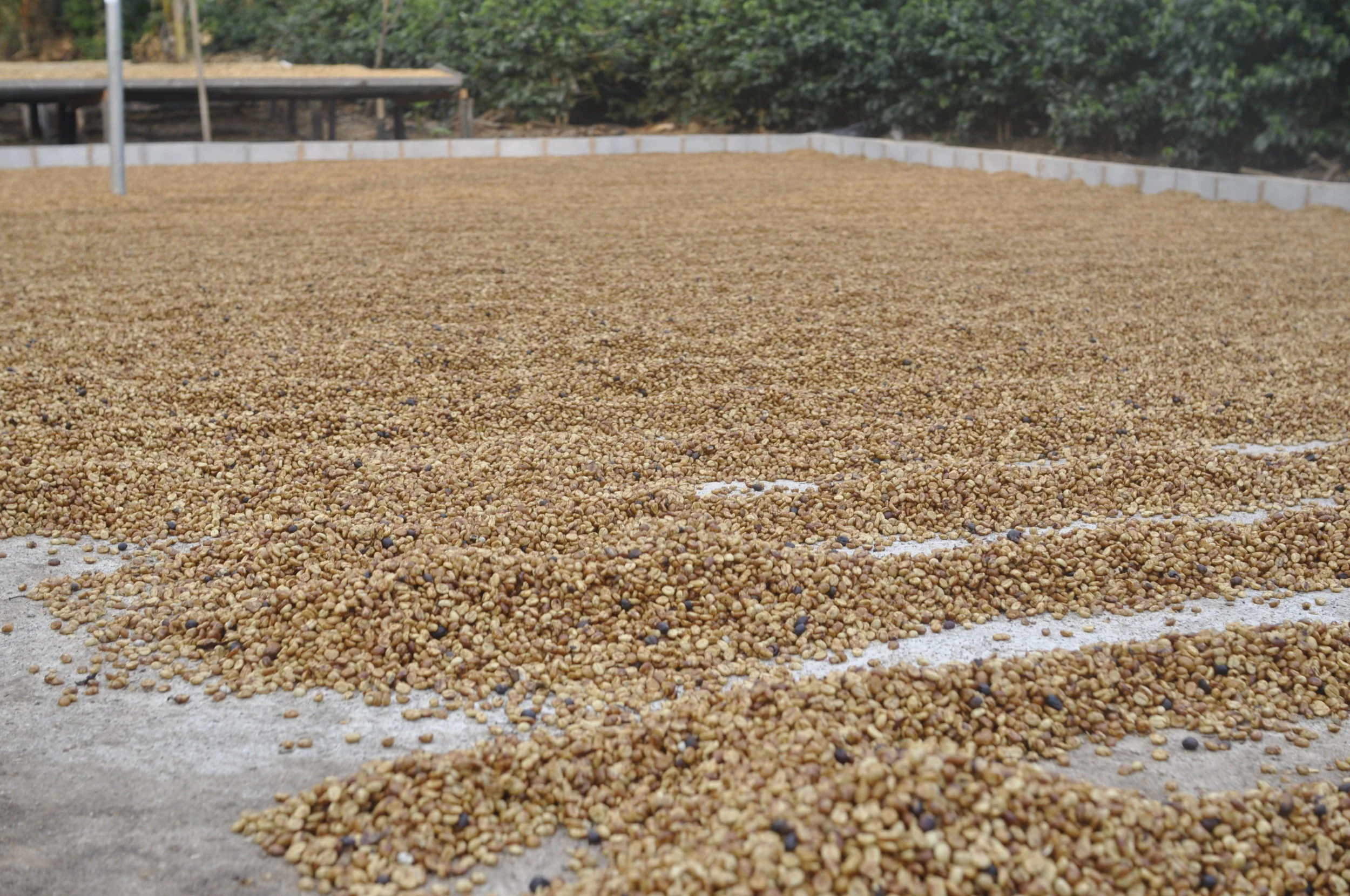 Producer Profile: the Bonillas of La Loma & Don Mayo