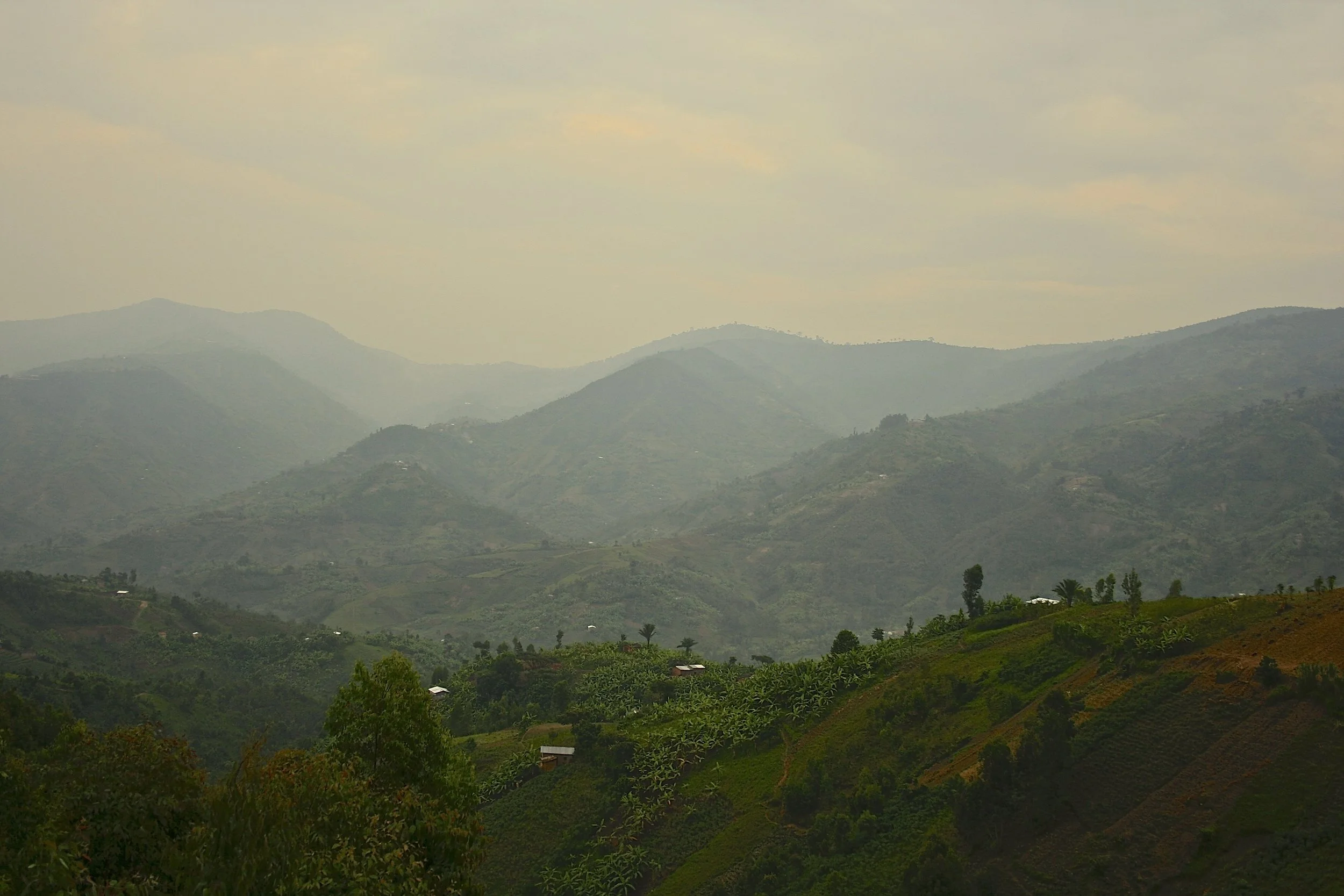 CCS Report from AFCA 2014: Robusta on the Rise