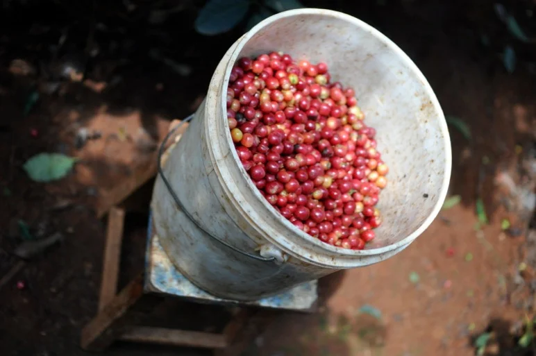 Kenya: The Breakdown