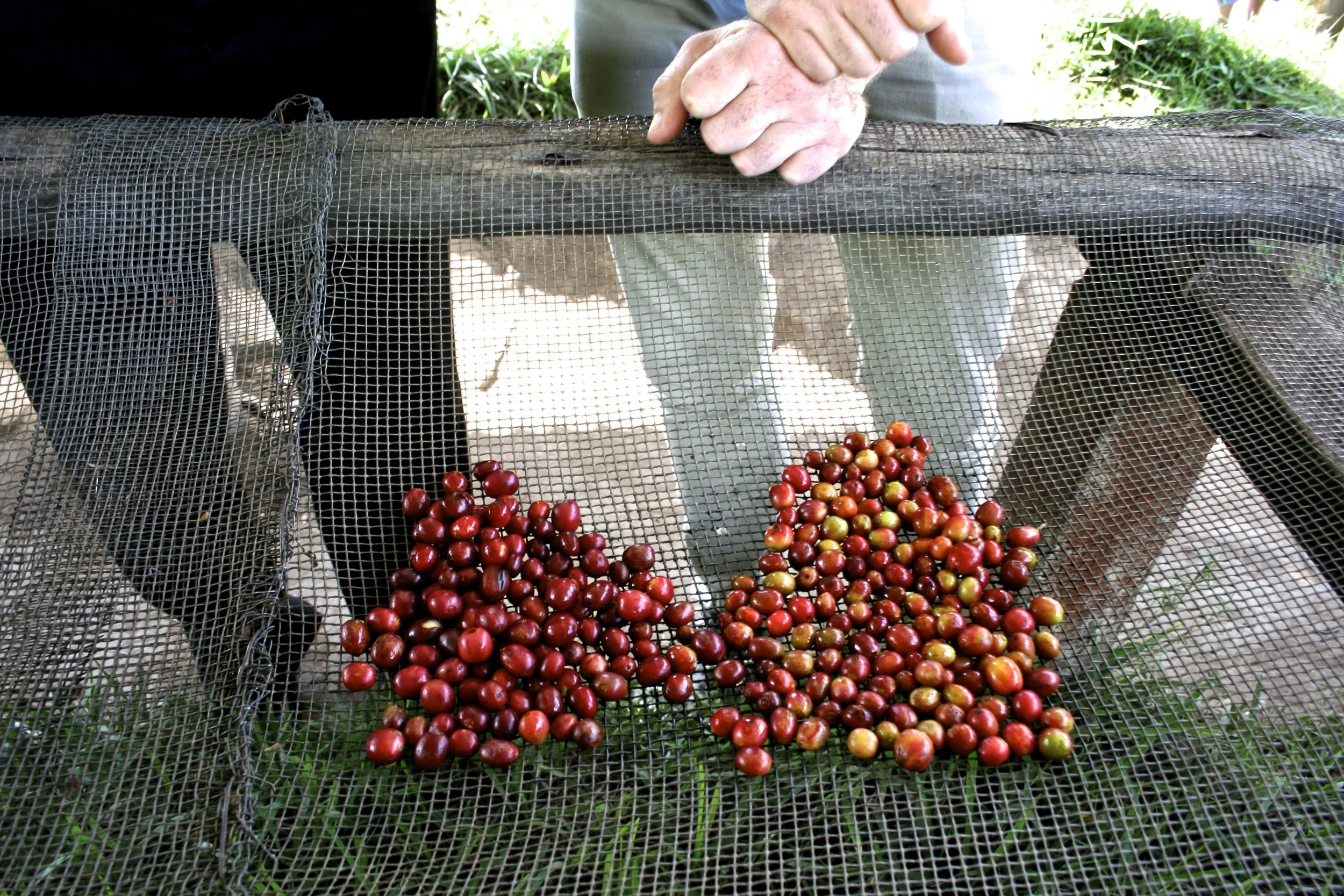 Craft Coffee in Burundi?