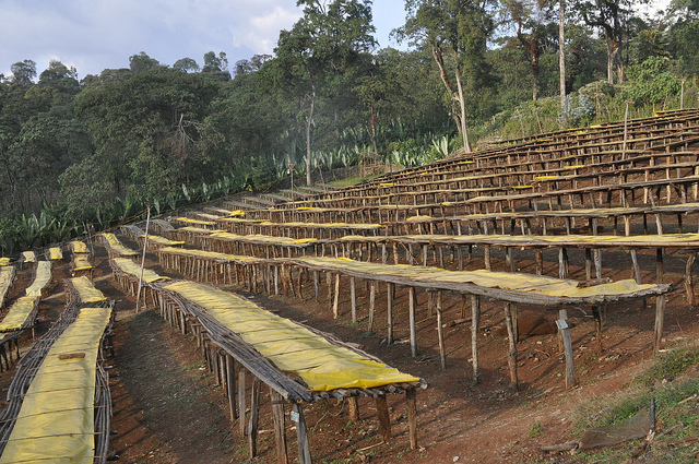 Coffee Profile: Sidamo Guji