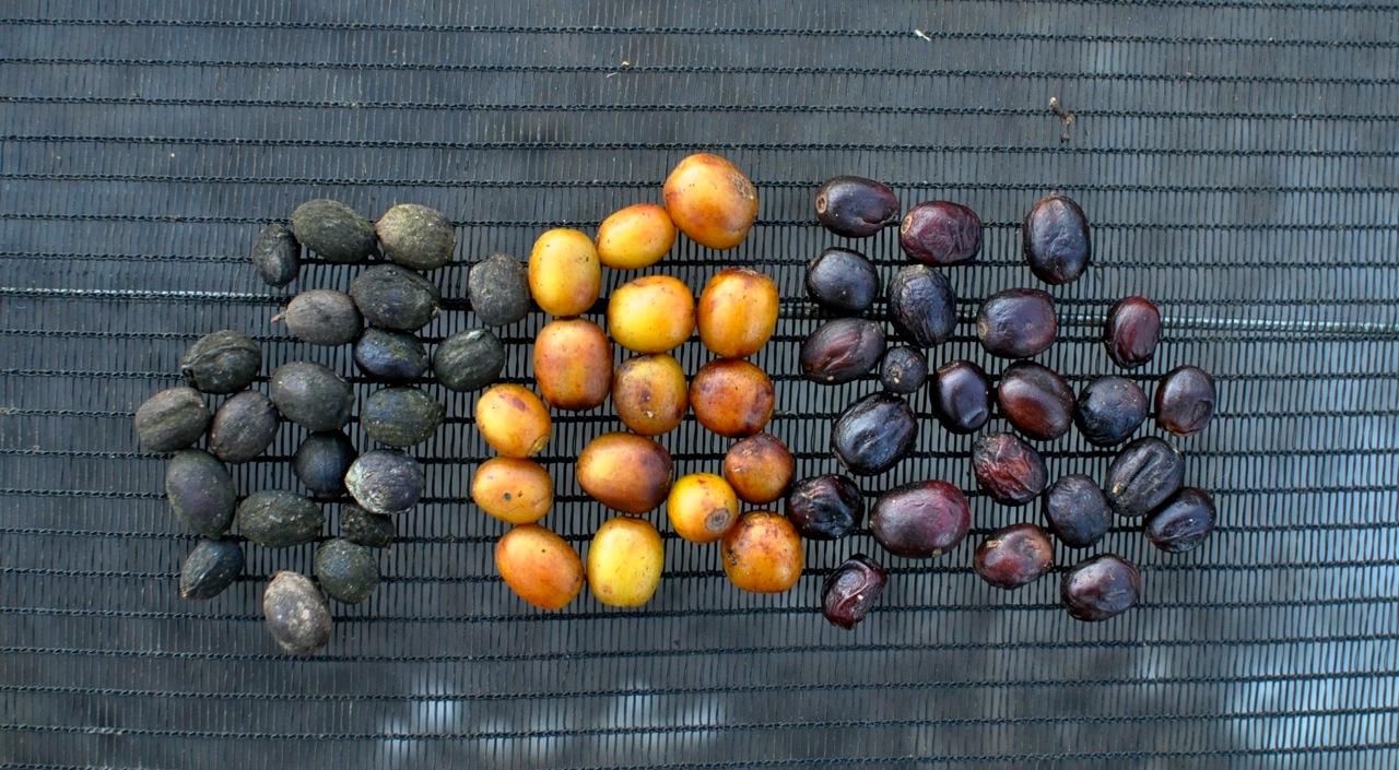 A Natural(s) Backdrop