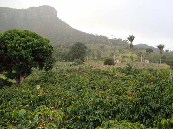 Farm Profile: Cafundo