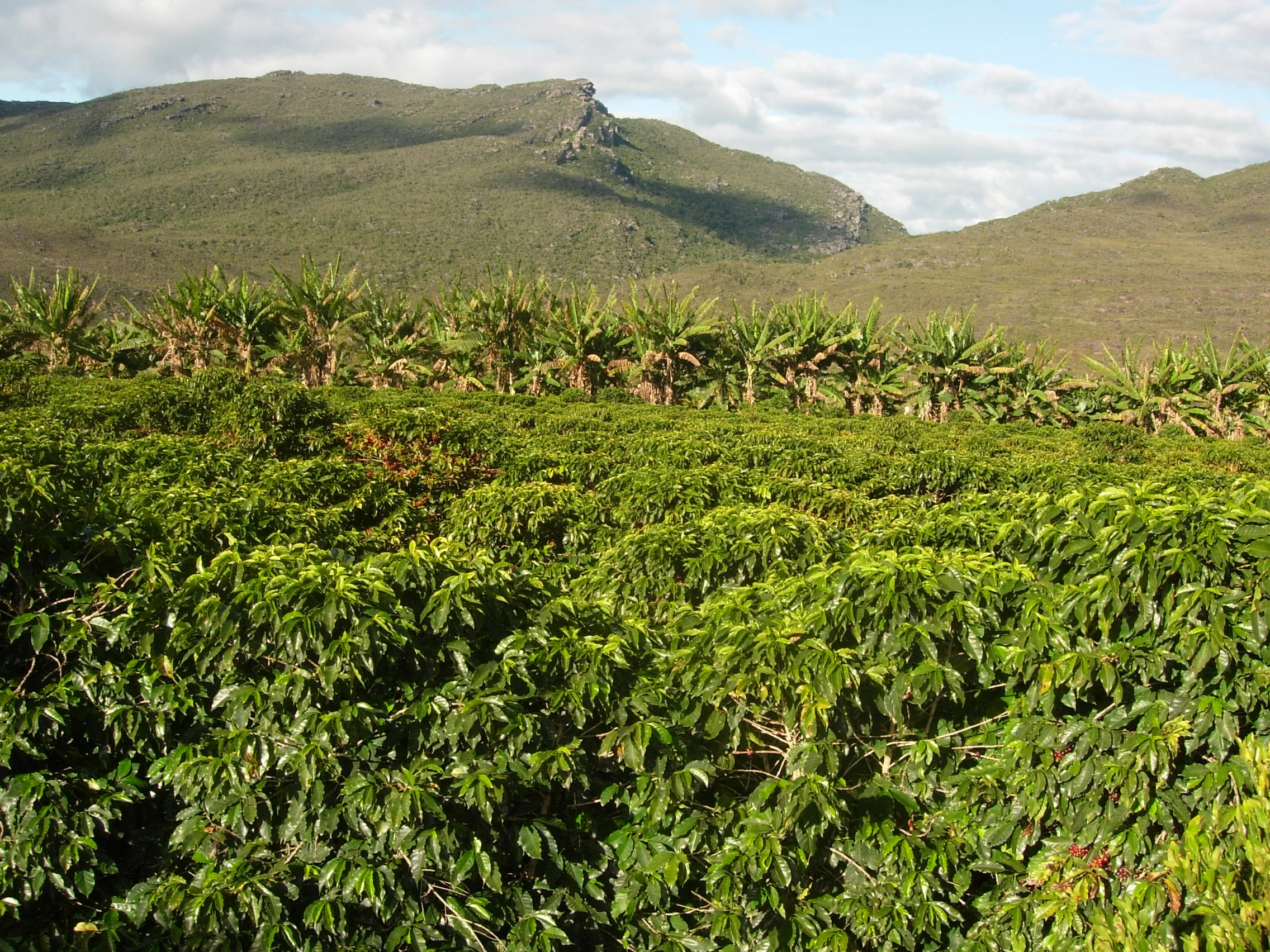 Farm Profile: Ouro Verde