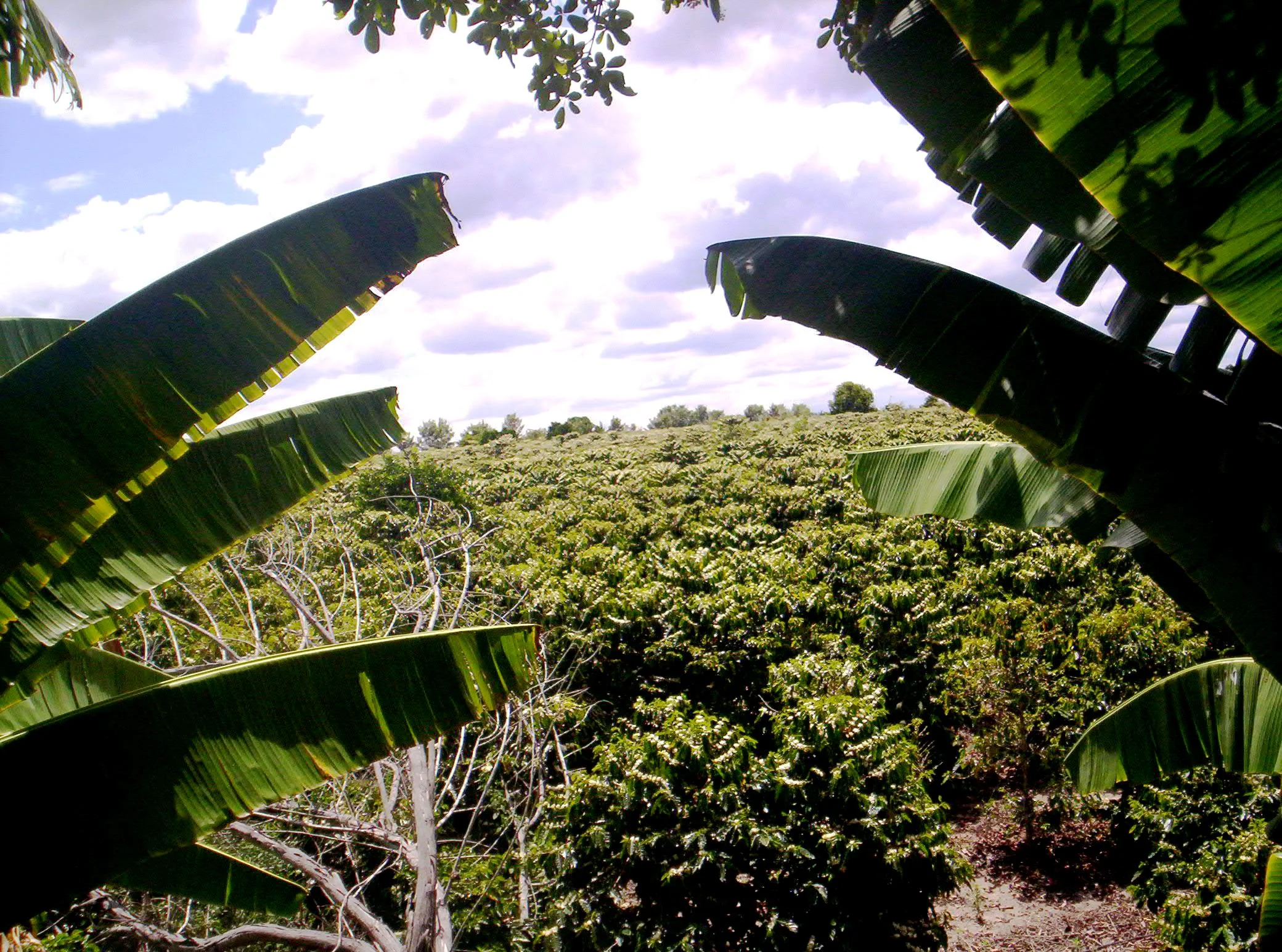 Farm Profile: Gerais