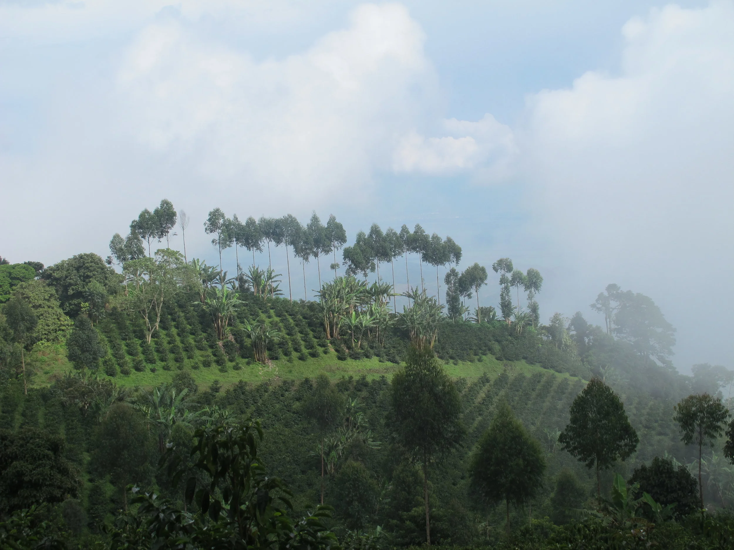 Farm Profile: Cerro Azul