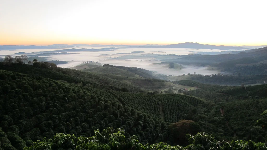 Carmo de Minas - Summary of First Visit, 2012 Season